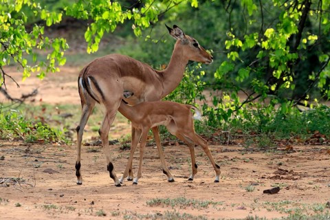 Black Heeler Antelope, (Aepyceros melampus), adult, female, young, suckling, mother with young,