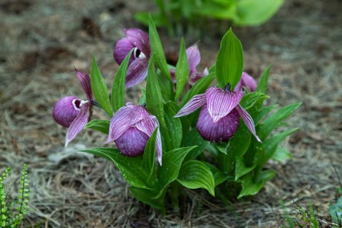 Beautiful orchid flowers of pink color with green leaves in the garden. Lady's-slipper hybrids.