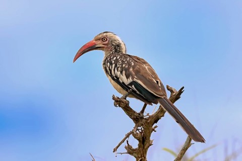 Red-billed hornbill (Tockus erythrorhynchus), adult, on wait, Kruger National Park, Kruger National