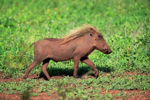 Warthog, (Phacochoerus aethiopicus), adult, running, foraging, alert, Kruger National Park, Kruger
