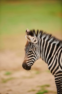 Plains zebra (Equus quagga) foal, portrait, captive, distribution Africa