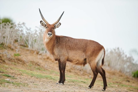 Waterbuck (Kobus defassa) in the dessert, captive, distribution Africa