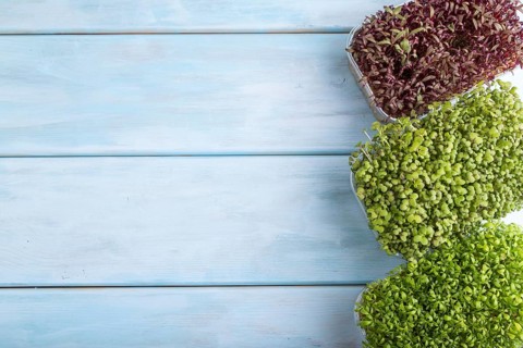 Set of boxes with microgreen sprouts of amaranth, mustard, watercress on blue wooden background.