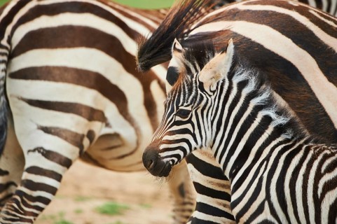 Plains zebra (Equus quagga) foal, portrait, captive, distribution Africa