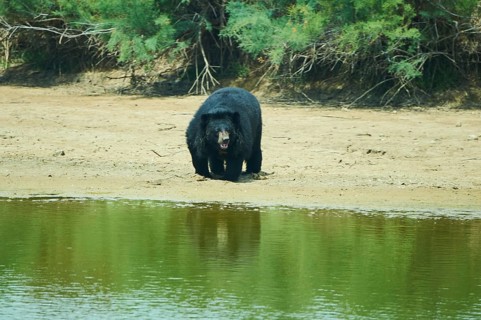 American black bear (Ursus americanus), captive, distribution North America