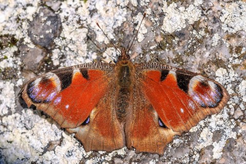 European Peacock Butterfly (Aglais io) catching the warmth of the sun in spring. Bas-Rhin, Alsace,