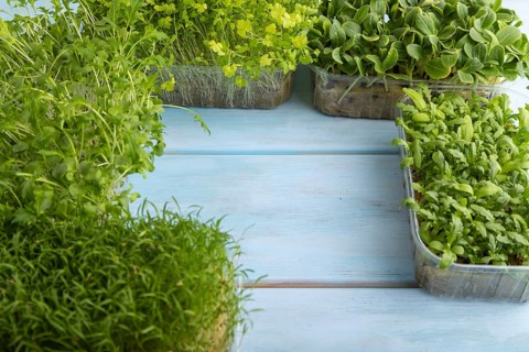 Set of boxes with microgreen sprouts of spinach, carrot, chrysanthemum, borage, mizuna cabbage on