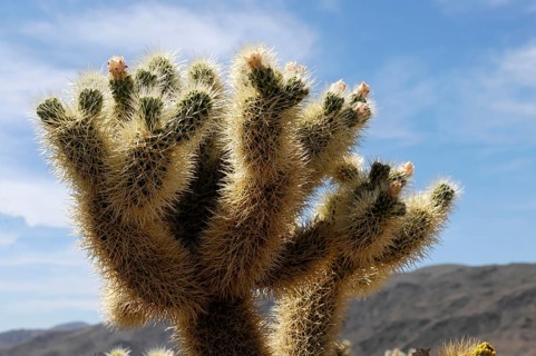 Teddybear Cholla (Cylindropuntia bigelovii), Joshua Tree National Park, Palm Desert, California,