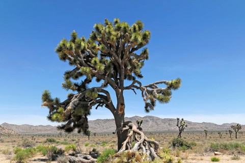 Joshua trees (Yucca brevifolia), Joshua Tree National Park, Palm Desert, Southern California, USA,
