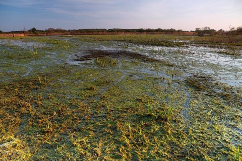 Wetland biotope in the Peene valley, waterlogged meadows, rare habitat for endangered plants and