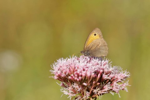 Ox-eye daisy (Maniola jurtina) sucking nectar on hemp agrimony (Eupatorium cannabinum), closed