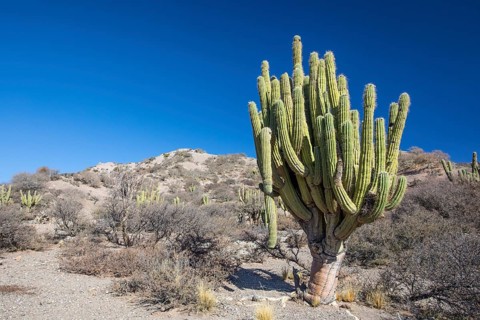 Neoraimondia herzogiana cactus