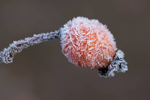 Rosehip with ice crystals