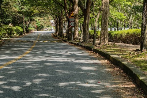 Two lane rural road shaded by large shade trees in mountain park in Gimje-si, South Korea, Asia