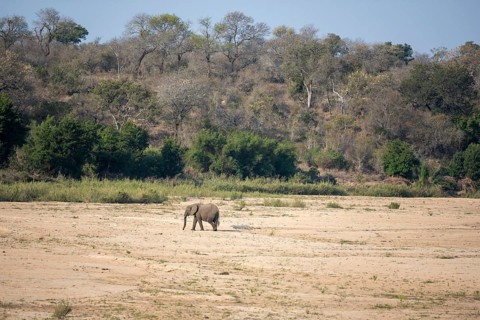 A lone elephant (Loxodonta africana) crosses the dry riverbed of the Sabie River surrounded by