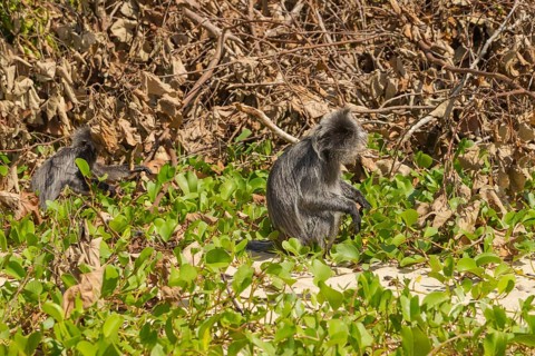 Silvery lutung or silvered leaf langur monkey (Trachypithecus cristatus) feeding in Bako national