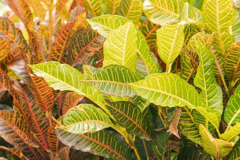 Colorful pink, green, yellow Croton leaves Background, sunny day at tropical park, selective focus,