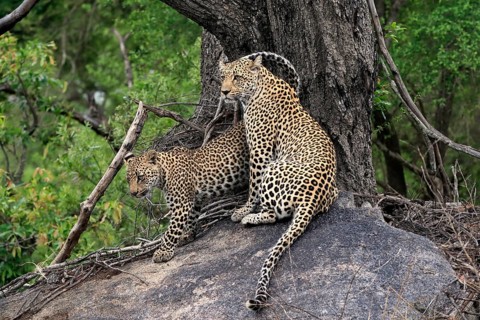 Leopard (Panthera pardus), adult with young, observed, alert, sitting, on rocks, Sabi Sand Game