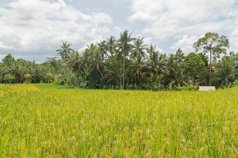 Rice fields in countryside, Ubud, Bali, Indonesia, green grass, large trees, jungle and cloudy sky.