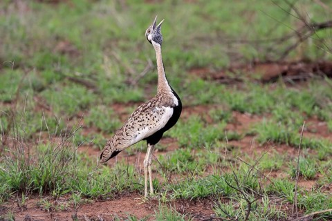 Red-crested Bustard, (Lophotis ruficrista), adult, calling, Kruger National Park, Kruger National