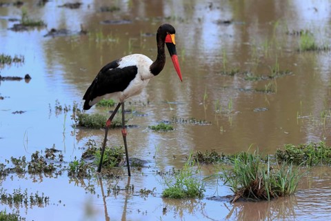 Saddle-billed stork (Ephippiorhynchus senegalensis), adult, foraging, in the water, Kruger National