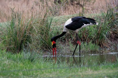 Saddle-billed stork (Ephippiorhynchus senegalensis), adult, foraging, in the water, Sabi Sand Game