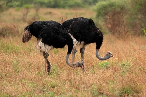 South african ostrich (Struthio camelus australis), adult, male, two males, foraging, feeding,