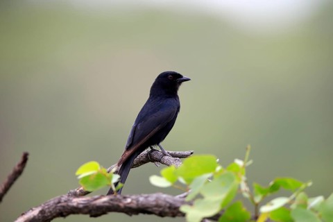 Fork-tailed drongo (Dicrurus adsimilis), adult on tree, Kruger National Park, Kruger National Park,