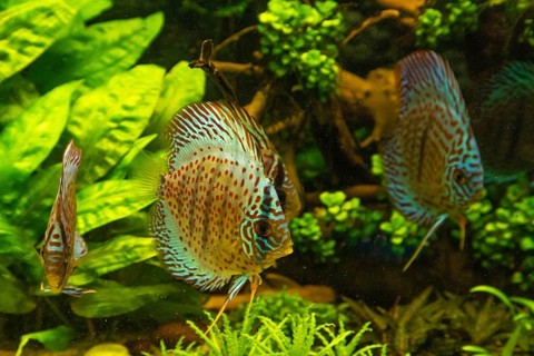 Colorful Discus fish floating in the aquarium with decorative water plants background