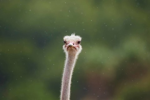 Common ostrich (Struthio camelus) in the rain, portrait, captive, distribution Africa