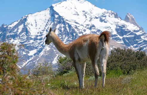 Guanaco (Llama guanicoe), Huanako, Torres del Paine National Park, Patagonia, End of the World,
