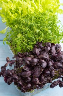 Set of boxes with microgreen sprouts of marigold, basil, lettuce on blue wooden background. Side