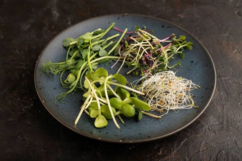 Blue ceramic plate with microgreen sprouts of green pea, sunflower, alfalfa, radish on black