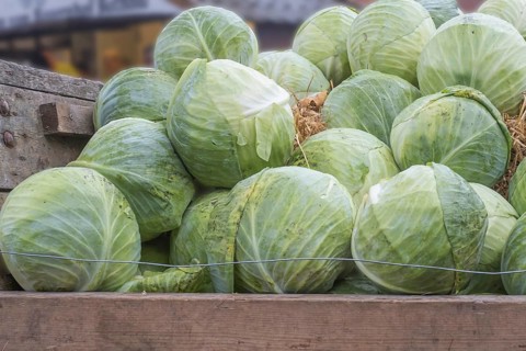 White cabbage (Brassica oleracea var. capitata f. alba) on a wooden cart, Kappesmarkt, Raesfeld,