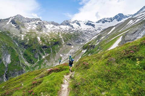 Mountaineer on hiking trail in picturesque mountain landscape with blooming alpine roses, in the