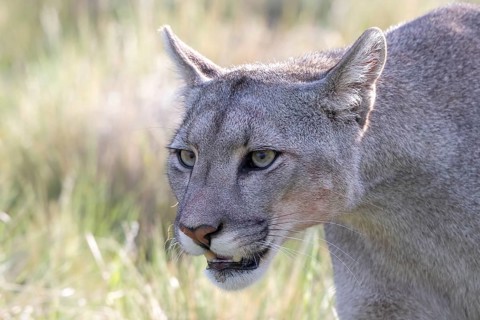 Cougar (Cougar concolor), silver lion, mountain lion, cougar, panther, small cat, Torres del Paine