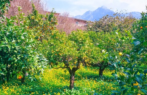 Orange trees (Citrus x sinensis L.) with ripe oranges loaded with fruit in a rural garden,