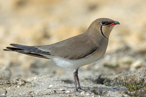Red-winged Pratincole