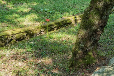 Single spider lily growing next to man made gully in mountain park in Gimje-si, South Korea, Asia