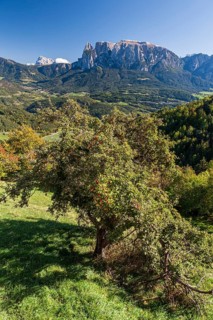 Apple tree in late summer in front of mountains in the sun, Ritten, behind Schlern, South Tyrol,