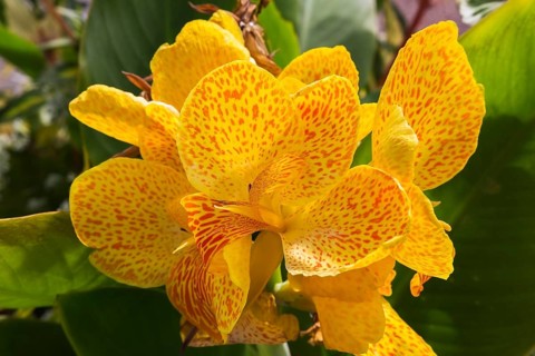 Yellow and orange Indian Shot (Canna) in summer, Quebec, Canada, North America