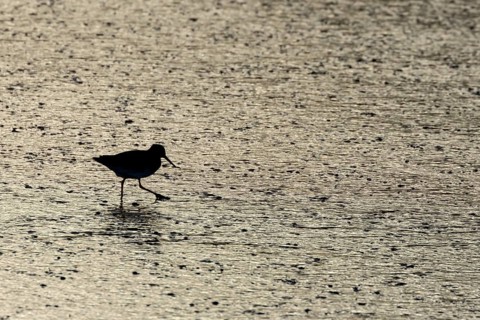 Common redshank (Tringa totanus) adult bird walking on a mudflat, Norfolk, England, United Kingdom,
