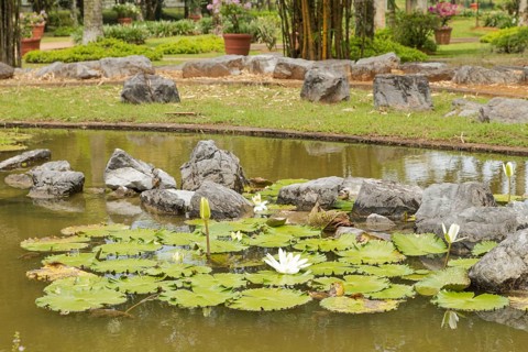Palm collection in city park in Kuching, Malaysia, tropical garden with large trees, pond with