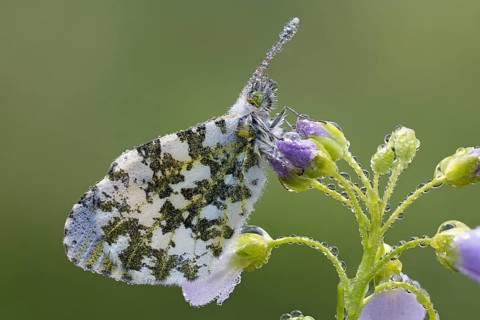 Aurora butterfly on meadowfoam