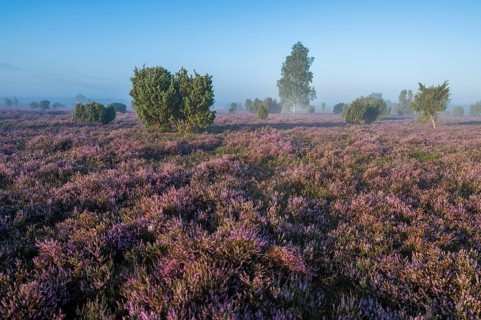 Heath landscape, flowering common heather (Calluna vulgaris), birch (Betula), common juniper