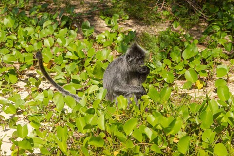 Silvery lutung or silvered leaf langur monkey (Trachypithecus cristatus) feeding in Bako national