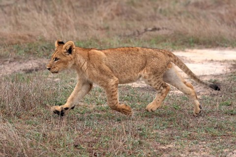 Lion (Panthera leo), young, stalking, running, alert, Sabi Sand Game Reserve, Kruger National Park,