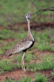 Red-crested Bustard, (Lophotis ruficrista), adult, calling, Kruger National Park, Kruger National