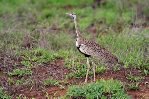 Red-crested Bustard, (Lophotis ruficrista), adult, foraging, vigilant, Kruger National Park, Kruger