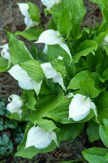 Beautiful orchid flowers of white color with green leaves in the garden. Lady's-slipper hybrids.